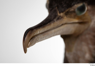 Double-crested cormorant Phalacrocorax auritus beak head 0004.jpg